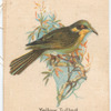 Yellow Tufted Honey Eater.