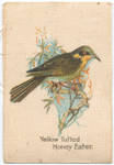 Yellow Tufted Honey Eater.