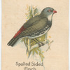 Spotted Sided Finch.