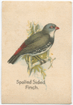 Spotted Sided Finch.