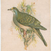Bronze Wing Pigeon.