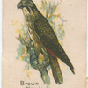 Brown Hawk.