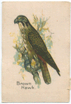 Brown Hawk.