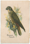 Brown Hawk.