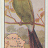 Bee Eater.