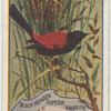 Black-headed Superb Warbler.