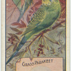 Grass Parrakeet.