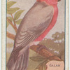 Galah.