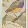 Beautiful Grass Finch.