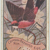Crimson-Breasted Nun.