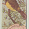 White-Throated Thickhead.
