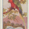 Papuan Lory.