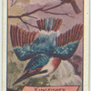 Kingfisher.