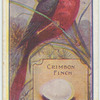 Crimson Finch.