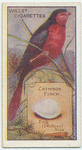Crimson Finch.