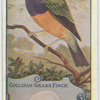 Gouldian Grass Finch.