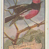 Red Capped Robin.