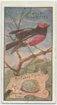 Red Capped Robin.