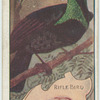 Rifle Bird.