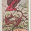 Blood Bird.
