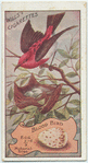 Blood Bird.