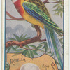 Rosella.