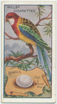 Rosella.