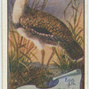 Australian Bustard.