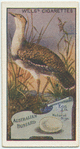 Australian Bustard.
