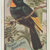 Regent Bower Bird.