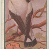 White Backed Magpie.