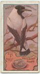 White Backed Magpie.
