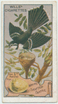 White Shafted Fantail.