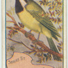 Shrike Tit.