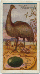 Emu.