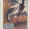 Jabiru.