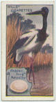 Jabiru.
