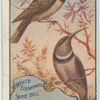 White Eyebrowed Spine Bill.