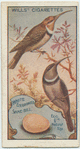 White Eyebrowed Spine Bill.