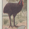 Cassowary.