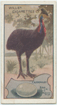 Cassowary.