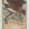 Spotted Sided Finch.