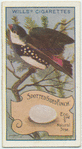 Spotted Sided Finch.
