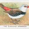 The Dimond Sparrow.