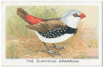 The Dimond Sparrow.