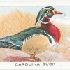 Carolina Duck.