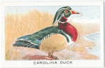 Carolina Duck.