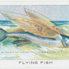 Flying Fish.
