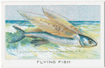 Flying Fish.