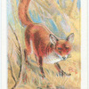 Common Fox.